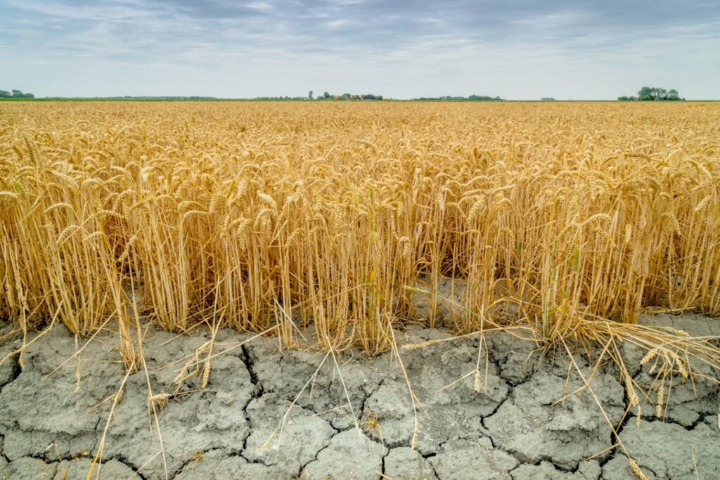 Поле стиглої пшениці на тлі сухого, потрісканого ґрунту.
